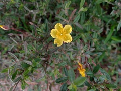 Crocanthemum glomeratum