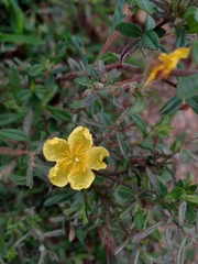Crocanthemum glomeratum