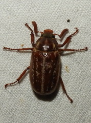 Polyphylla variolosa