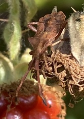 Coreus marginatus