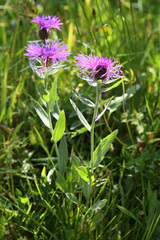 Centaurea uniflora