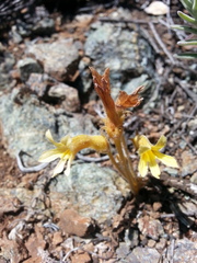 Aphyllon franciscanum