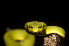 Craspedocephalus gramineus