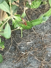 Sphecius
