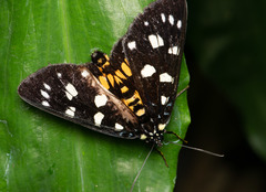 Episteme lectrix sauteri