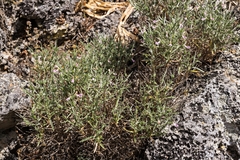 Stachys spinosa