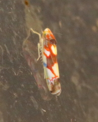 Erythroneura elegans