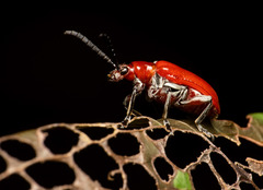 Lilioceris formosana