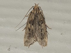 Martyringa ravicapitis