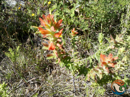 Castilleja auriculata (Castilleja auriculata)
