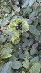 Androloma disparata