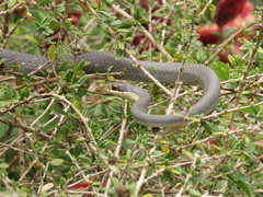 Coluber constrictor paludicola