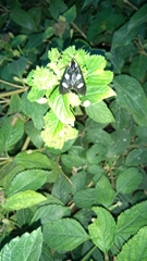 Androloma disparata
