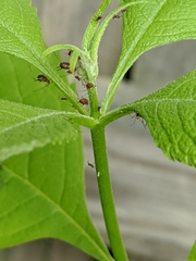 Uroleucon eupatoricolens