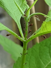 Uroleucon eupatoricolens