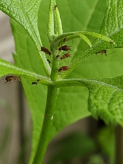 Uroleucon eupatoricolens
