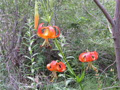 Lilium pardalinum pardalinum