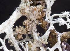 Tremella everniae
