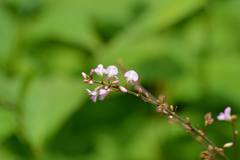 Hylodesmum glutinosum