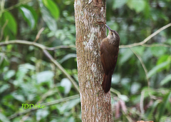 Dendrocolaptes platyrostris