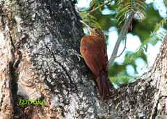 Dendrocolaptes picumnus