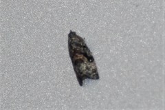 Endothenia