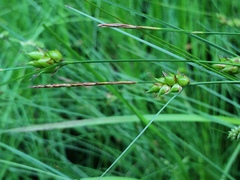 Carex oligosperma