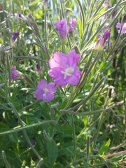 Epilobium hirsutum
