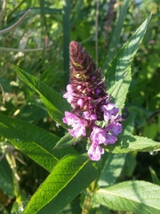 Stachys palustris