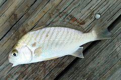Leiostomus xanthurus
