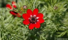 Adonis flammea