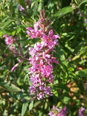 Lythrum salicaria