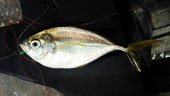 Chloroscombrus chrysurus