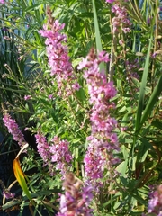 Lythrum salicaria