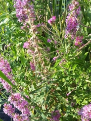 Lythrum salicaria