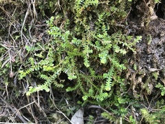 Selaginella helvetica
