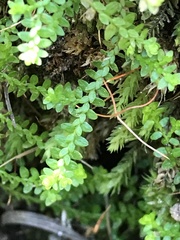 Selaginella helvetica