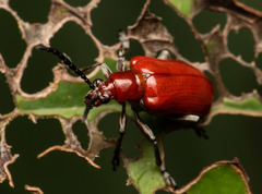 Lilioceris formosana