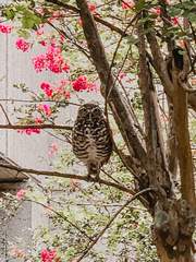 Athene cunicularia floridana