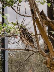 Athene cunicularia floridana
