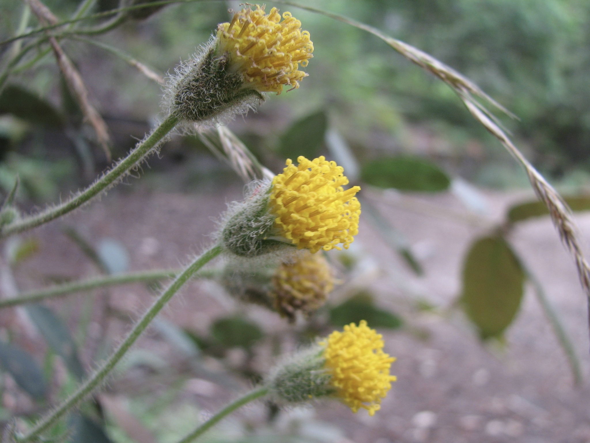 Arnica discoidea