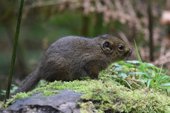 Sundasciurus everetti