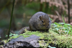 Sundasciurus everetti