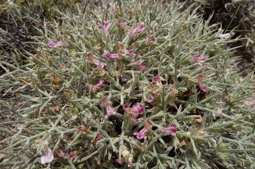 Thorny hedge nettle (Stachys spinosa)