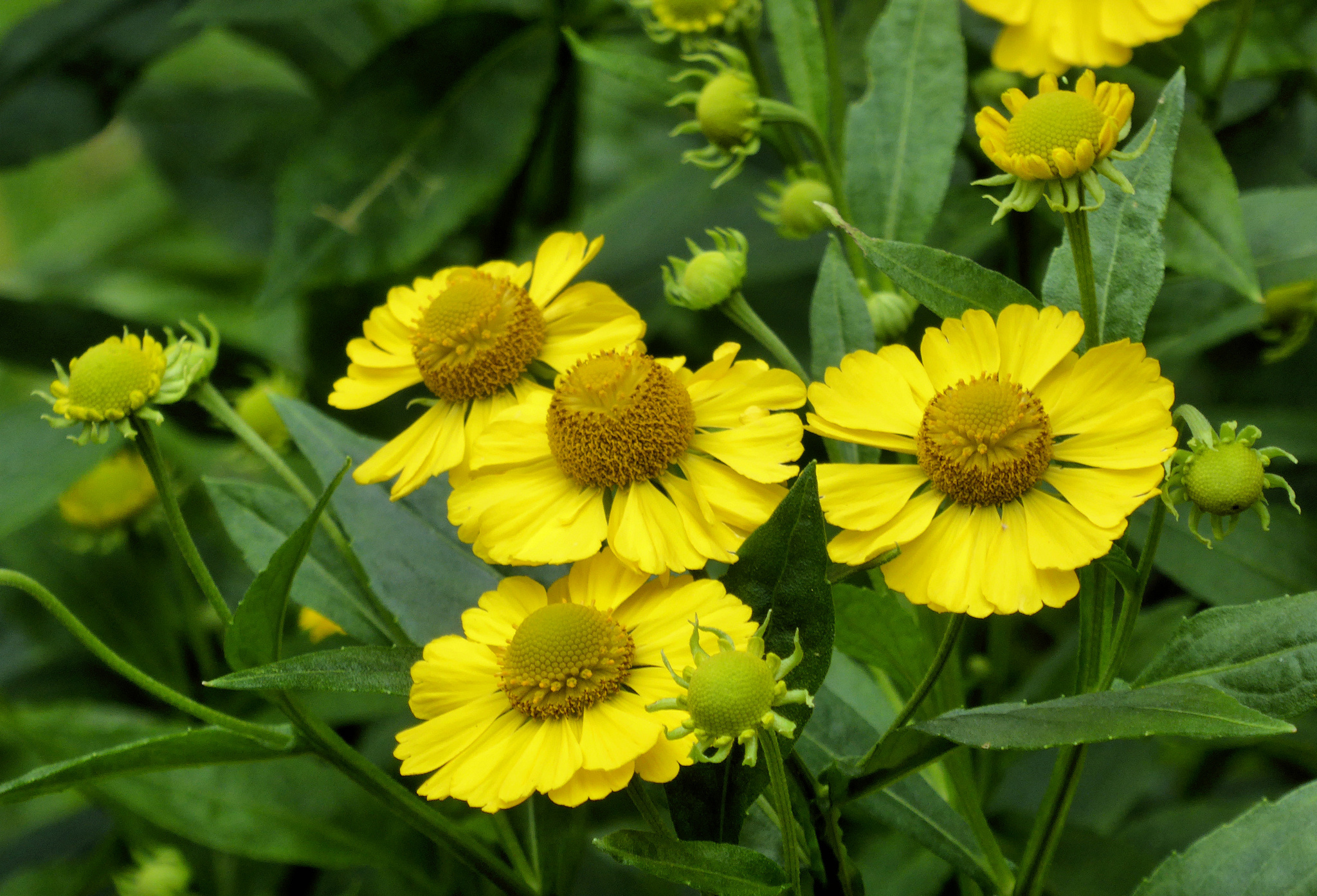 Helenium