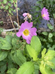 Sabatia kennedyana