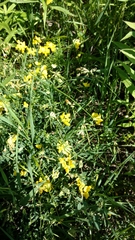 Lotus corniculatus corniculatus