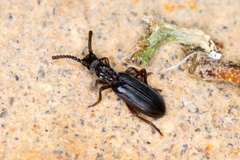 Dacoderus