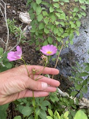 Sabatia kennedyana