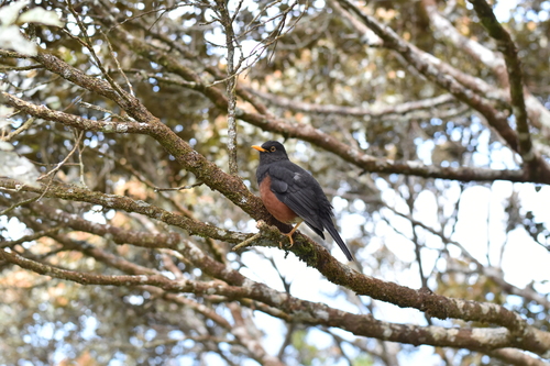 Sunda Island Thrush (Turdus javanicus), photo 8